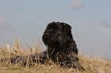 BOUVIER DES FLANDRES 263